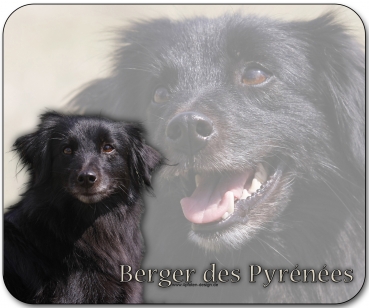 Mousepad Berger des Pyrénées (Pyrenäenschäferhund) #3